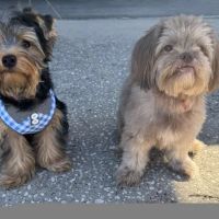 Mobile Pet Hospital ico