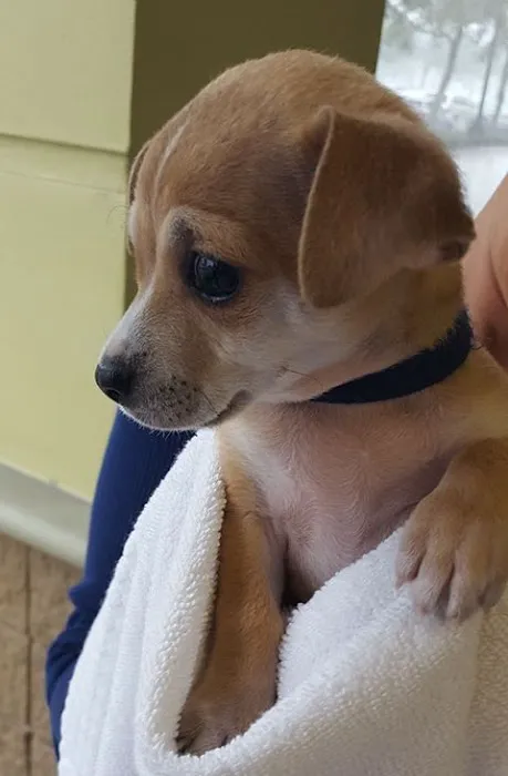 Mobile Pet Hospital Picture 3