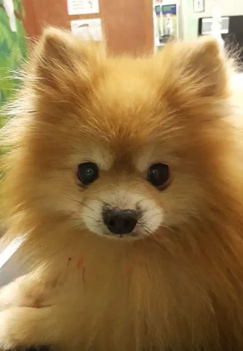 Mobile Pet Hospital Picture 6