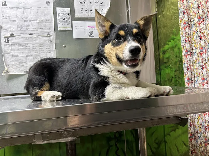 Companion Pet Hospital Picture 4