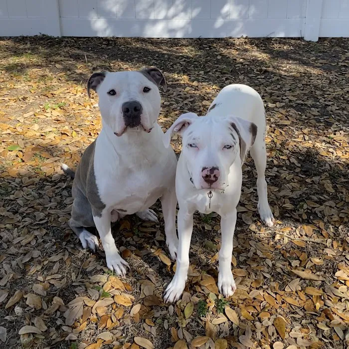 Companion Pet Hospital Picture 8