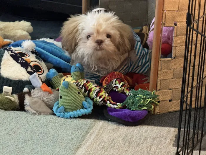 Companion Pet Hospital Picture 7
