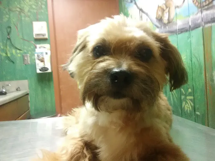 Companion Pet Hospital Picture 10