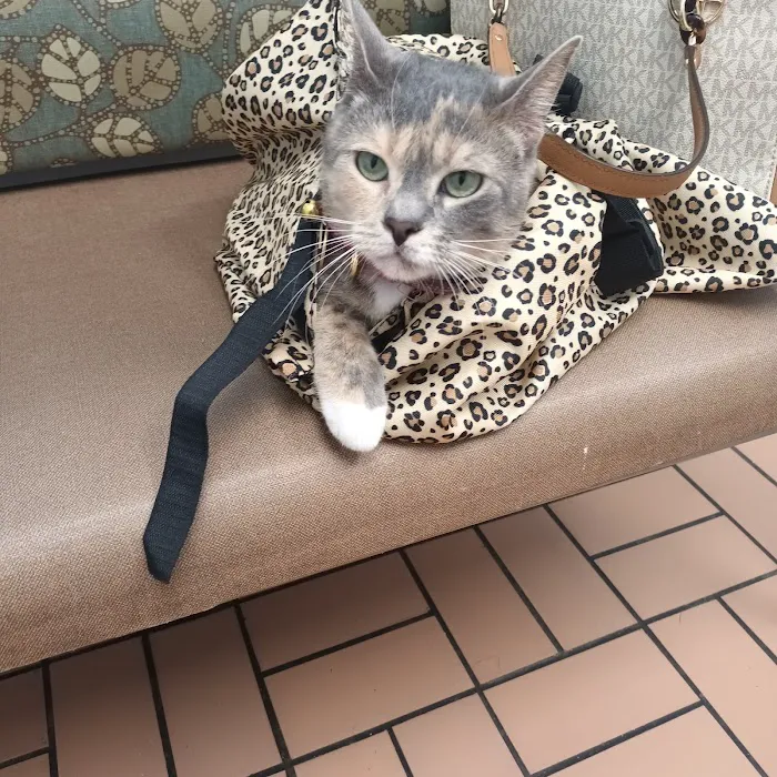 Merrill Animal Clinic Picture 4