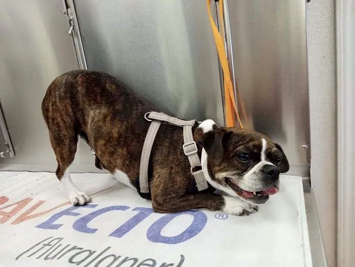 Merrill Animal Clinic: Rogaski Cathy DVM Picture 4