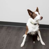 Fort Caroline Animal Clinic ico