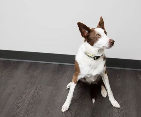 Fort Caroline Animal Clinic