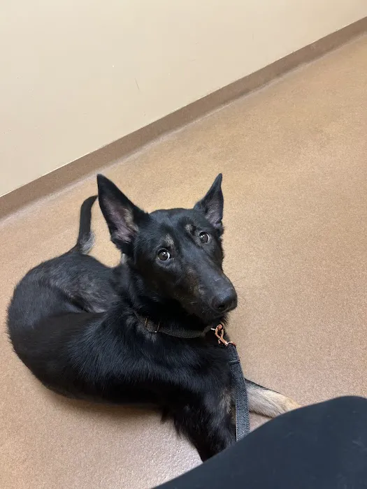 Dames Point Animal Hospital Picture 4