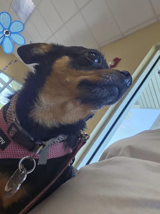 Dames Point Animal Hospital Picture 7