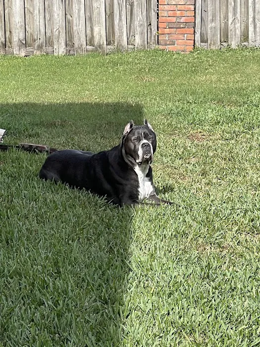 Dames Point Animal Hospital Picture 8