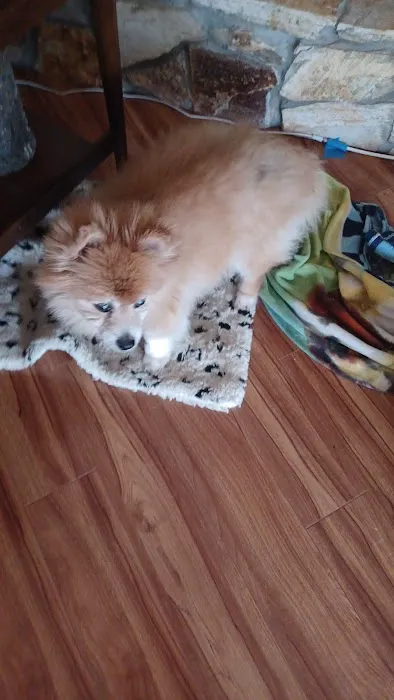 Dames Point Animal Hospital Picture 10