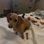 Banfield Pet Hospital
