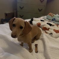Banfield Pet Hospital ico