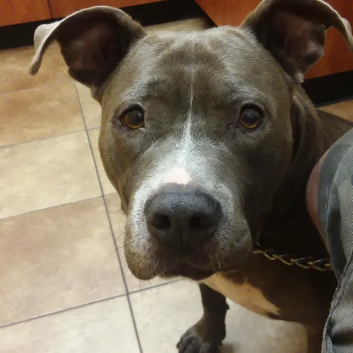 Banfield Pet Hospital Picture 8