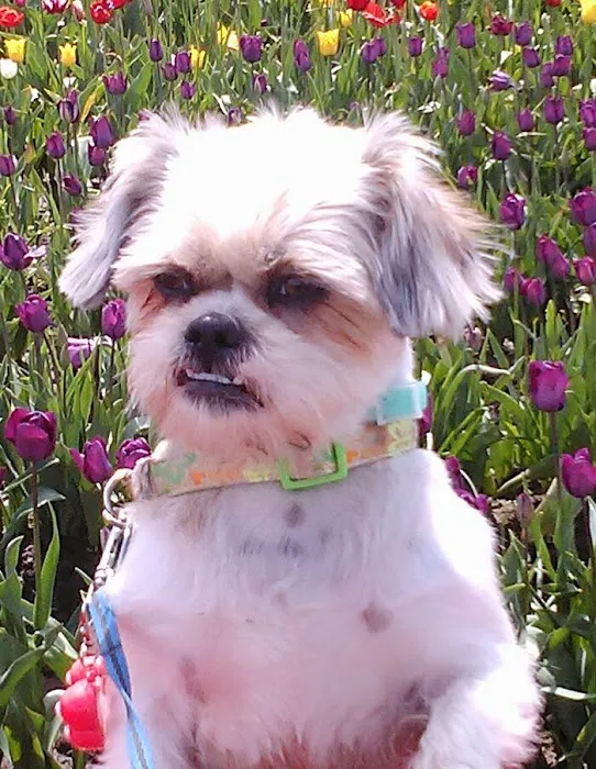 Banfield Pet Hospital Picture 7