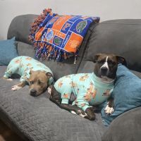 Monument Road Animal Hospital ico