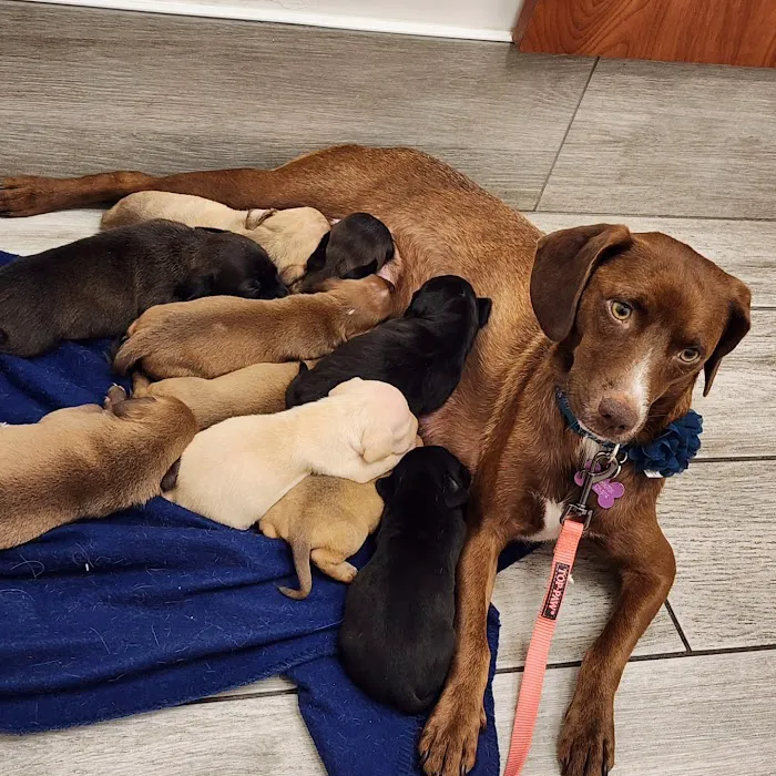 First Coast Vets Affordable Animal Hospital Picture 4