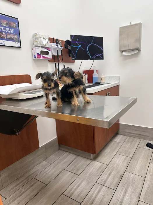 First Coast Vets Affordable Animal Hospital Picture 5