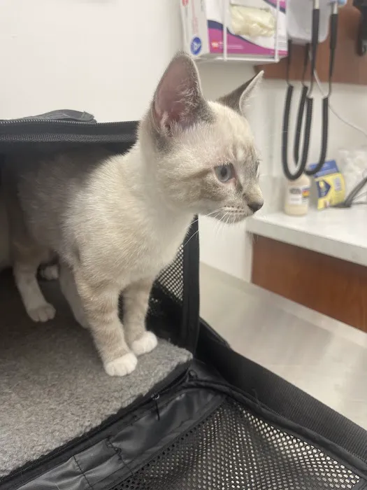 First Coast Vets Affordable Animal Hospital Picture 9