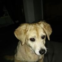 Northside Animal Hospital ico