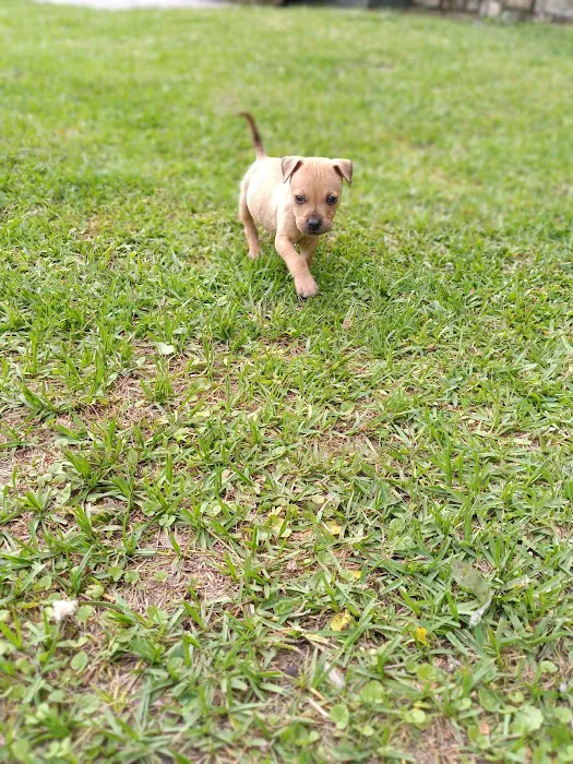 Jacksonville Community Pet Clinic - West Picture 10