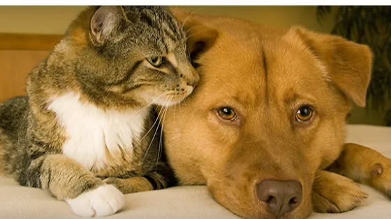 Animal Eye Clinic Picture 3
