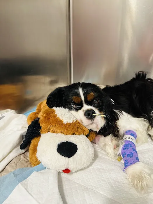 BluePearl Pet Hospital Picture 2