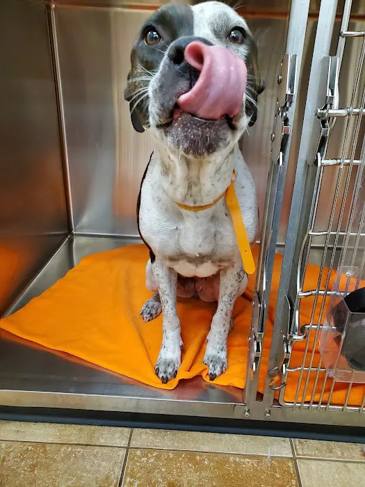 BluePearl Pet Hospital Picture 5