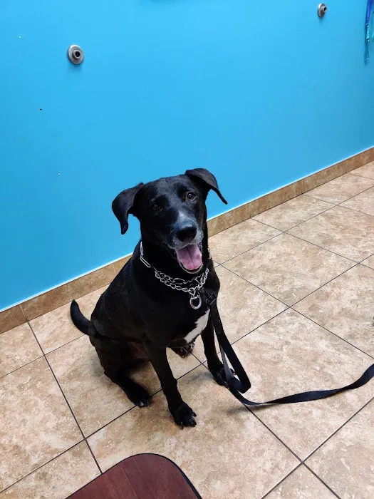 Forever Vets Animal Hospital at Tinseltown Picture 6