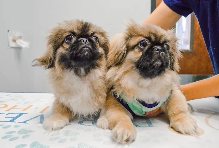 Forever Vets Animal Hospital at Tinseltown Picture 9