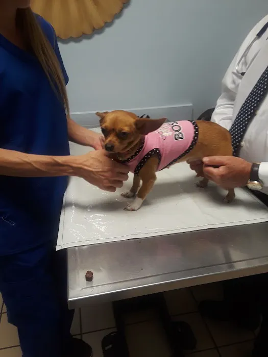 Beach St Johns Animal Hospital Picture 4
