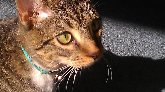San Juan Animal Hospital Picture 3