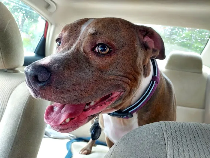 San Juan Animal Hospital Picture 10