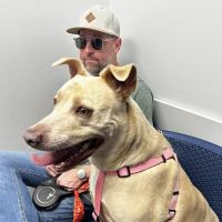 Forever Vets Animal Hospital at Baymeadows ico