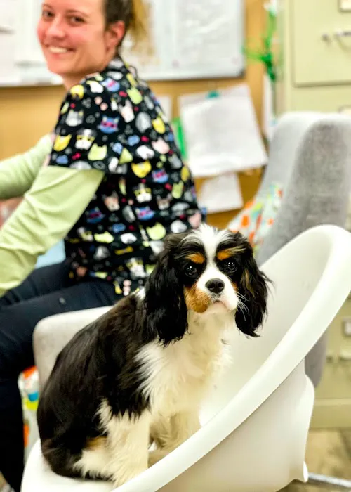 Animal Clinic of Mandarin Picture 9