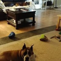 South Lane Animal Hospital ico