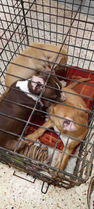 South Lane Animal Hospital Picture 3