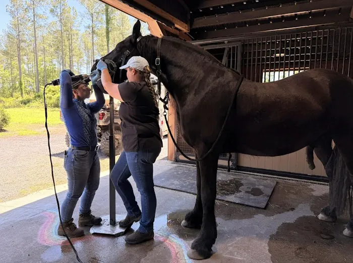 Jacksonville Equine Associates Picture 1