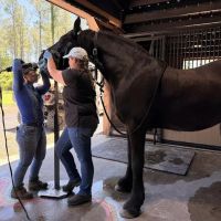 Jacksonville Equine Associates ico