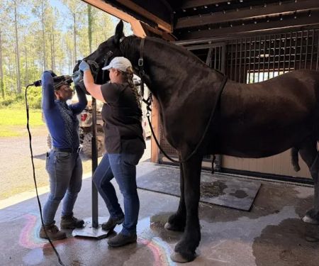 Jacksonville Equine Associates