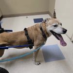San Juan Animal Hospital