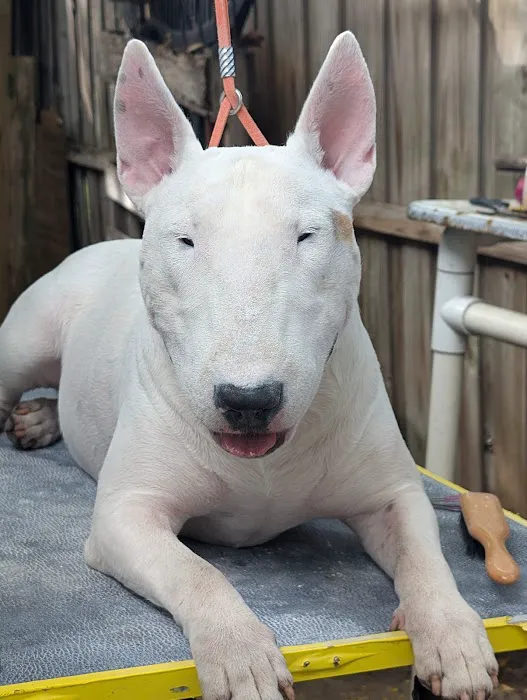 San Juan Animal Hospital Picture 9