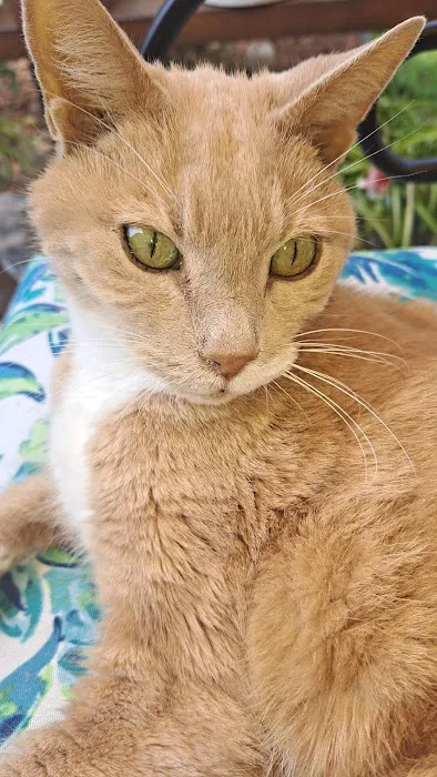 San Juan Animal Hospital Picture 8