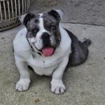 Cedar Hills Animal Hospital