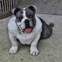 Cedar Hills Animal Hospital ico