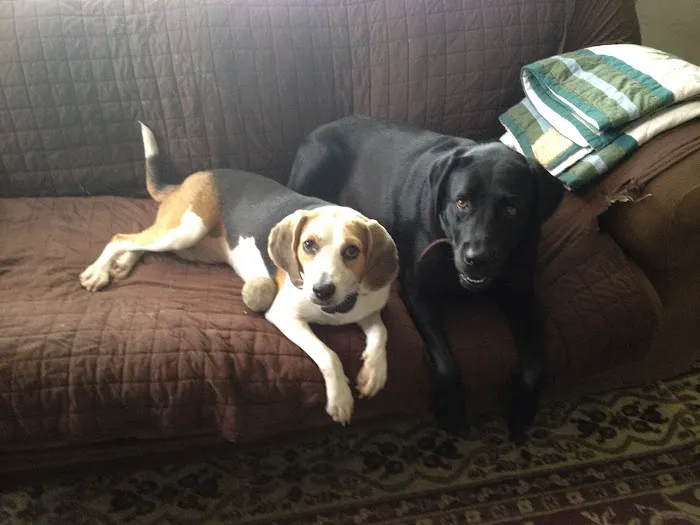 Cedar Hills Animal Hospital Picture 6