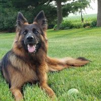 Minnehaha Animal Hospital ico