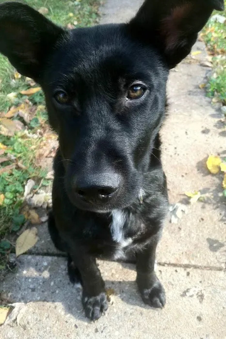 Minnehaha Animal Hospital Picture 10