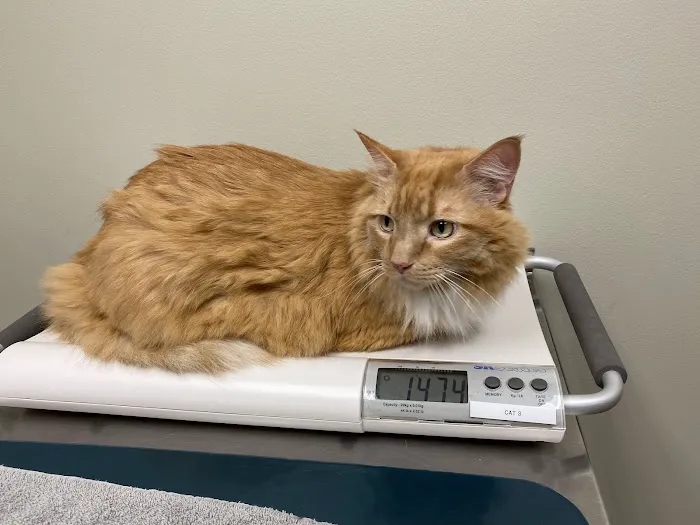 Westgate Pet Clinic Picture 3