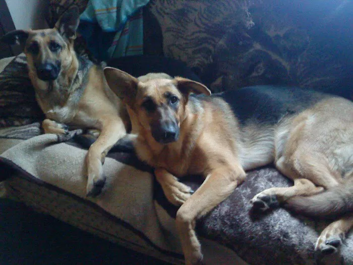 Blue Cross Animal Hospital Picture 1